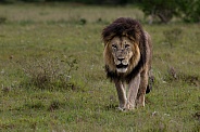 Male lion in Addo Elephant National Park