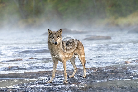 Grey Wolf (Male) Grey Wolf (Male)