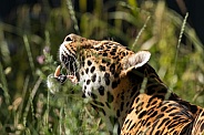 Jaguar Close Up Looking Upwards