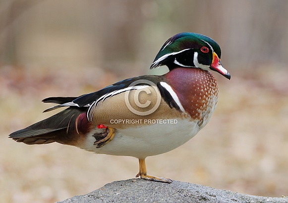 Wood Ducks