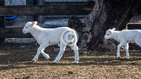 Baby sheep Lambs