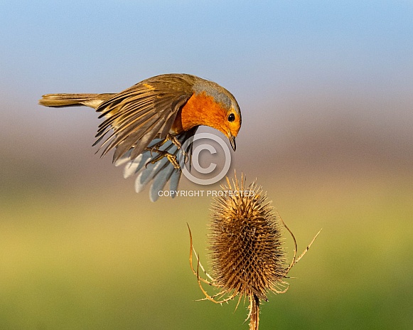 Hovering Robin