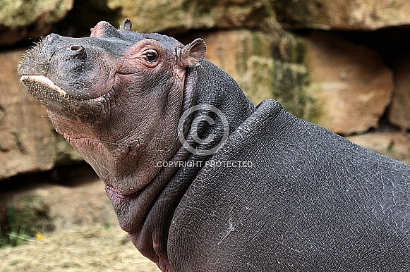 Hippo
