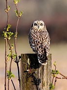 Short Eared Owl--Short Eared Owl Posing
