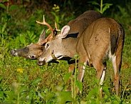 White tail deer