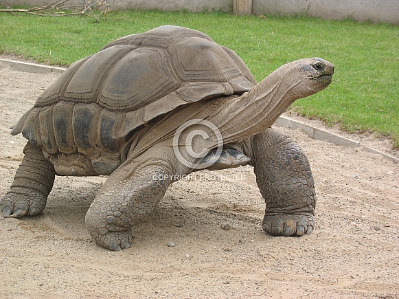 Aldabra Giant Tortoise (Aldabrachelys gigantea)