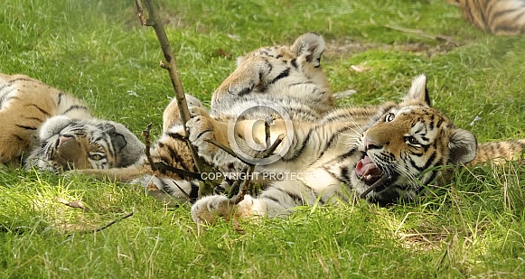 Tiger cub