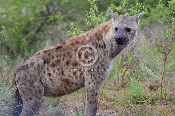 Hyena