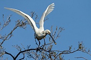 The Eurasian spoonbill