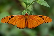 Macro close up of an orange butterfly with his wings open