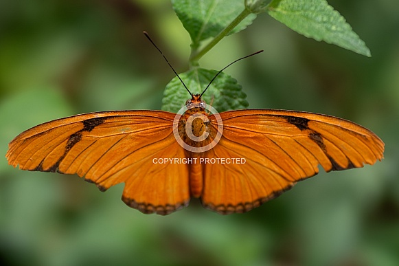 Macro close up of an orange butterfly with his wings open