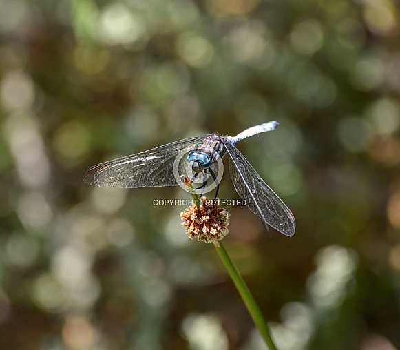 Julia Skimmer Dragonfly Julia Skimmer Dragonfly