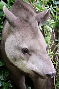 South American tapir (Tapirus terrestris)