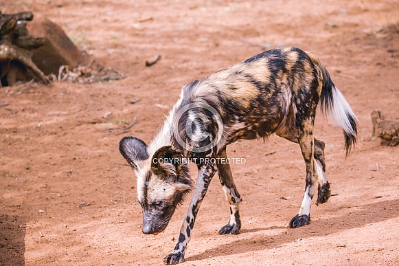 Wild dogs Wild dogs