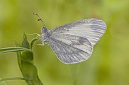 Wood White