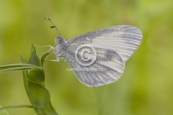 Wood White