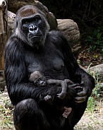 Western Lowland Gorilla