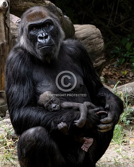 Western Lowland Gorilla Western Lowland Gorilla