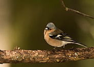 Common Chaffinch (male)