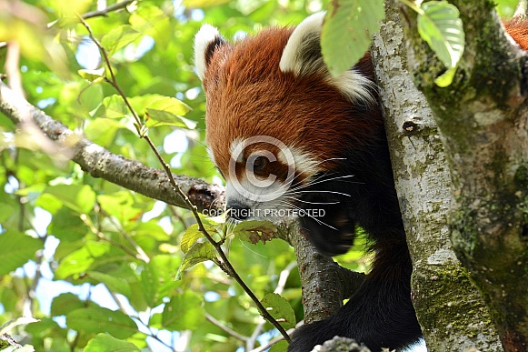 Red Panda