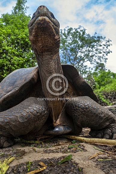 Giant Galapagos Tortoise Giant Galapagos Tortoise