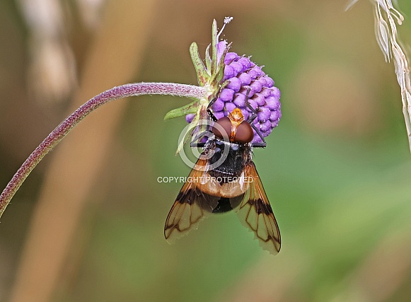 Pellucid Hoverfly