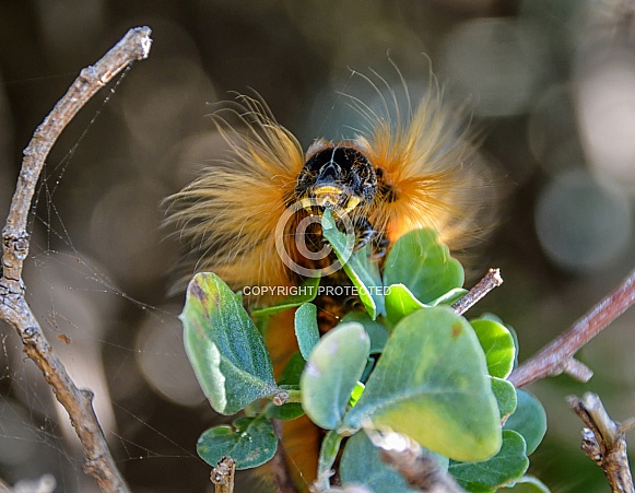 Eutricha capensis (Cape Lappet)