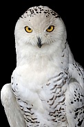 Snow owl (Bubo scandiacus)