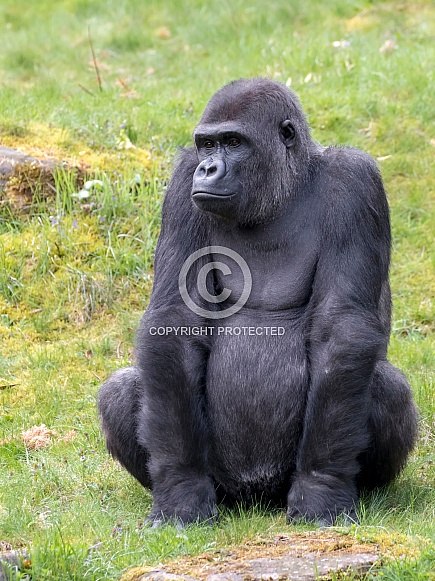Western Lowland Gorilla (Gorilla Gorilla Gorilla) Western Lowland Gorilla (Gorilla Gorilla Gorilla)