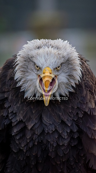 Orn The Bald Eagle Orn The Bald Eagle