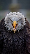 Orn The Bald Eagle