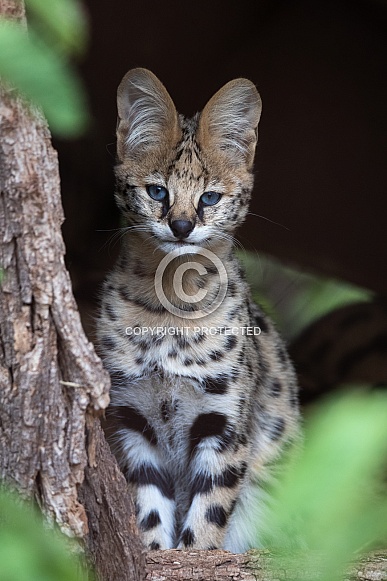 Serval kitten Serval kitten