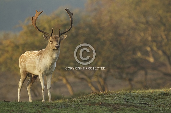 Fallow Deer stag Fallow Deer stag