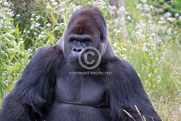 Western lowland Gorilla (Gorilla gorilla gorilla)