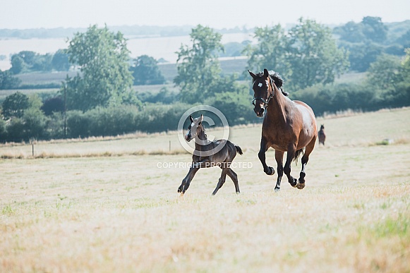 Warmblood Mare and Foal Warmblood Mare and Foal