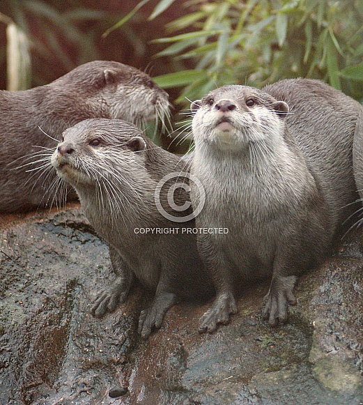 Asian short clawed otter Asian short clawed otter