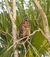 Barred owl - Strix varia - perched on a tree in a natural wooded area in north Florida.  looking down towards ground looking for food to eat