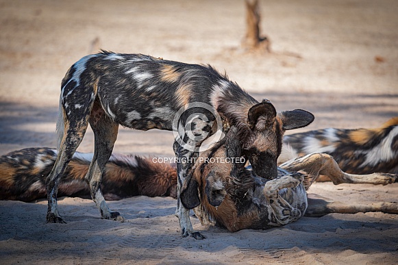 Two African wild dogs play fighting Two African wild dogs play fighting