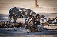 Two African wild dogs play fighting