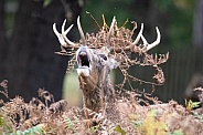 Red deer