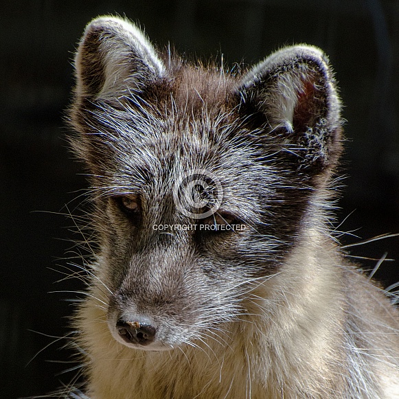 Artic Fox Portrait (Summer Coat)