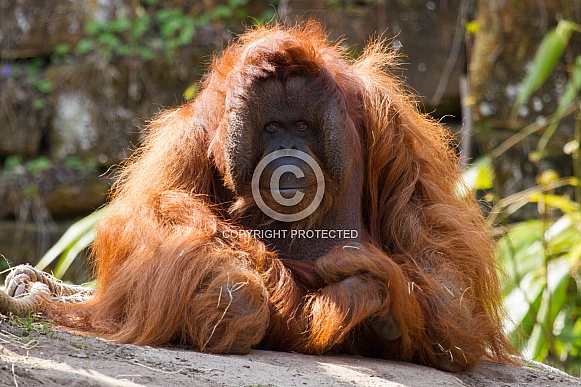 Orang utan Orang utan