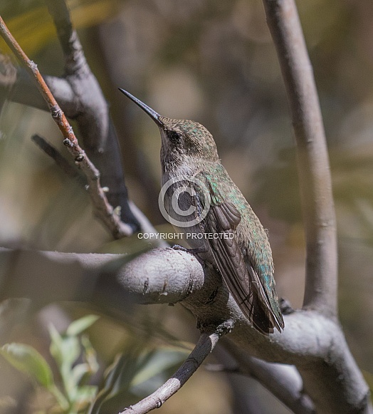 Female Black-chinned Hummingbird Female Black-chinned Hummingbird