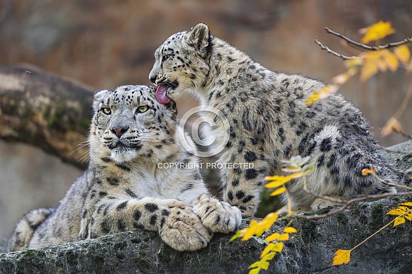 Snow leopards licking each other