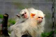 Silvery marmoset mother and baby (Mico argentatus)