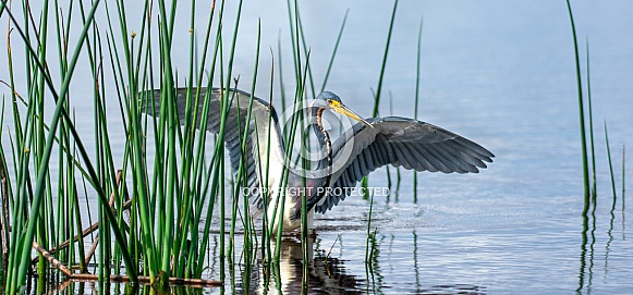 Tri-Colored Heron (Egretta tricolor)