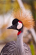 Great Crowned Crane