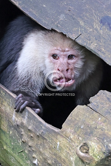 The Colombian white-faced capuchin (Cebus capucinus)