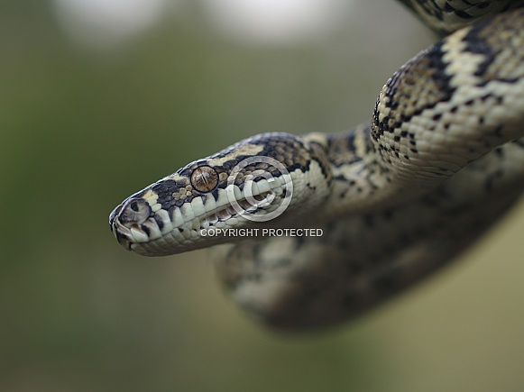 Carpet Python