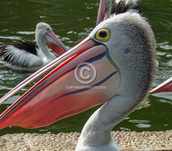 Australian Pelican Australian Pelican